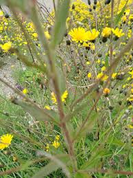 Attēlu rezultāti vaicājumam “Hieracium laevigatum”