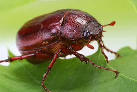 Attēlu rezultāti vaicājumam “Scarabaeidae”