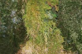 Attēlu rezultāti vaicājumam “Orthotrichum cupulatum var. riparium”