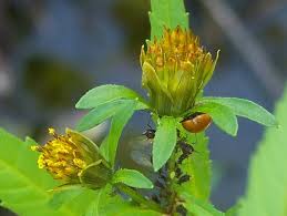 Attēlu rezultāti vaicājumam “Bidens tripartita fruit”
