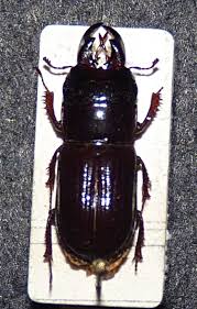 Attēlu rezultāti vaicājumam “Ceruchus chrysomelinus larva”