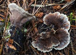 Attēlu rezultāti vaicājumam “Thelephora terrestris”