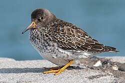 Attēlu rezultāti vaicājumam “Calidris maritima adult”