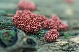 Attēlu rezultāti vaicājumam “Arcyria denudata macro”