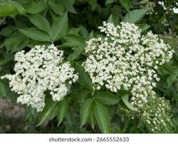 Attēlu rezultāti vaicājumam “Adoxaceae”