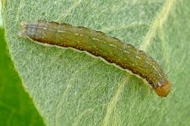 Attēlu rezultāti vaicājumam “Agrochola litura”