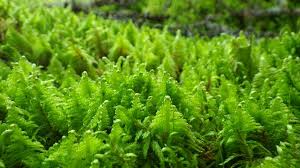 Attēlu rezultāti vaicājumam “Ptilium crista-castrensis”