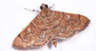 Attēlu rezultāti vaicājumam “Crambidae”