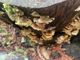 Attēlu rezultāti vaicājumam “Trametes hirsuta”