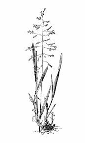 Attēlu rezultāti vaicājumam “Milium effusum”