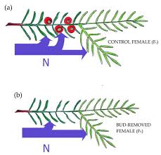 Attēlu rezultāti vaicājumam “Taxus baccata bud”