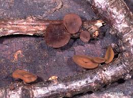 Attēlu rezultāti vaicājumam “Rutstroemia firma”