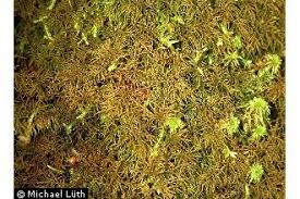 Attēlu rezultāti vaicājumam “Hylocomiastrum umbratum”