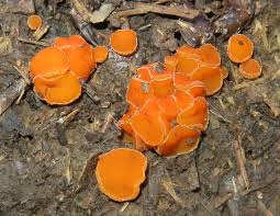 Attēlu rezultāti vaicājumam “Cheilymenia stercorea”