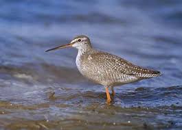 Image result for Tringa erythropus