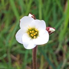 Attēlu rezultāti vaicājumam “Saxifraga granulata flower”