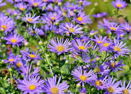Image result for Aster amellus