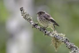 Attēlu rezultāti vaicājumam “Ficedula hypoleuca juvenile”