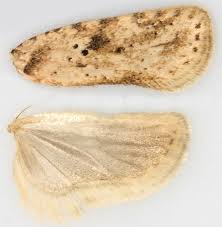 Attēlu rezultāti vaicājumam “Agonopterix aranella”