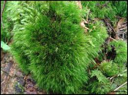 Attēlu rezultāti vaicājumam “Dicranodontium denudatum”