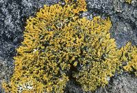 Attēlu rezultāti vaicājumam “Xanthoria candelaria”