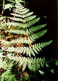 Attēlu rezultāti vaicājumam “Dryopteris expansa”