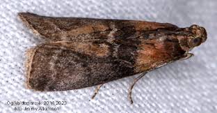 Attēlu rezultāti vaicājumam “Sciota adelphella”