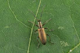 Attēlu rezultāti vaicājumam “Chrysanthia geniculata”