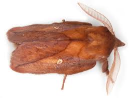 Attēlu rezultāti vaicājumam “Euthrix potatoria”