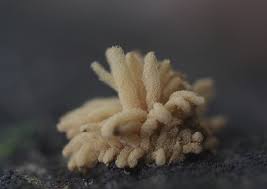 Attēlu rezultāti vaicājumam “Arcyria helvetica”