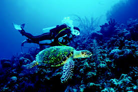 Image result for Three Seas Diving