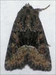 Attēlu rezultāti vaicājumam “Oligia sp.”