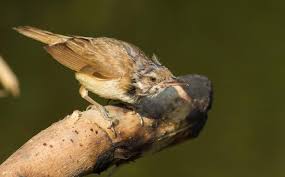 Attēlu rezultāti vaicājumam “Acrocephalus arundinaceus adult”