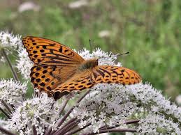 Attēlu rezultāti vaicājumam “Argynnis paphia male”