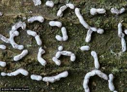 Attēlu rezultāti vaicājumam “Physarum cinereum macro”