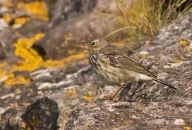 Attēlu rezultāti vaicājumam “Anthus petrosus adult”