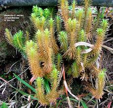 Attēlu rezultāti vaicājumam “Lycopodiaceae”