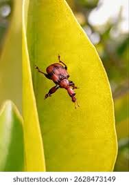 Attēlu rezultāti vaicājumam “Attelabidae”