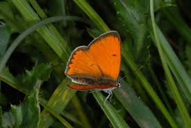 Attēlu rezultāti vaicājumam “Lycaena dispar male”