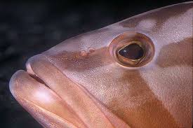 Image result for Epinephelus morio