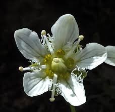 Attēlu rezultāti vaicājumam “Parnassiaceae”