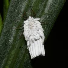 Attēlu rezultāti vaicājumam “Orthezia urticae”