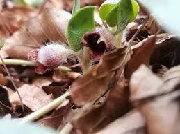 Attēlu rezultāti vaicājumam “Asarum europaeum flower”