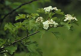 Attēlu rezultāti vaicājumam “Crataegus monogyna”
