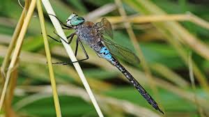 Attēlu rezultāti vaicājumam “Anax parthenope”