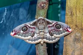Attēlu rezultāti vaicājumam “Saturnia pavonia eggs”