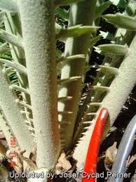 Attēlu rezultāti vaicājumam “Enteridium corticatum sessile”