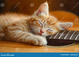 Image result for Cat sleeping in guitar