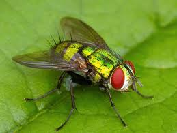 Attēlu rezultāti vaicājumam “Tachinidae”