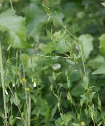 Attēlu rezultāti vaicājumam “Linum catharticum flower”